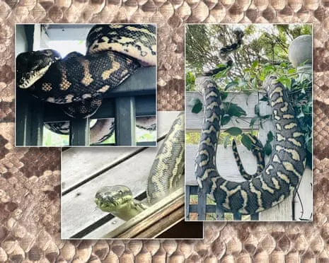 Accepting the Reptiles in My Ceiling: An Evolution from Anxiety to Admiration
